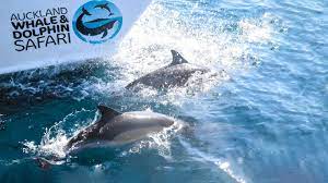 Auckland Whale and Dolphin Safari