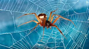 false widow spider