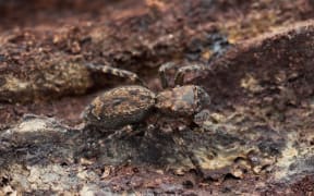 venomous spiders NZ