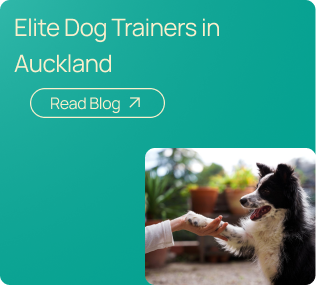 Elite Dog Training