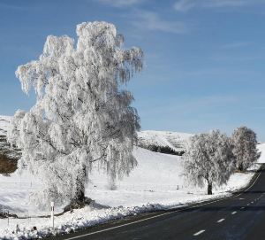 Forecast NZ
